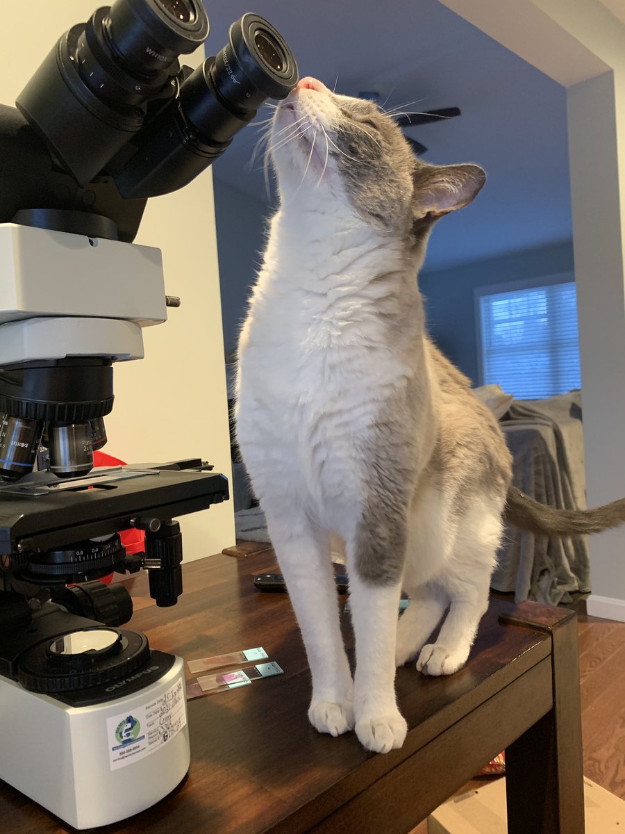 VetPathophile's tweet photo. When your microscope needs servicing, it’s great to have in-house experts at the ready for a quick cat scan. #PathCats https://t.co/WAPlzGvk2L
