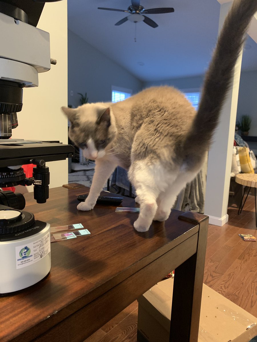 VetPathophile's tweet photo. When your microscope needs servicing, it’s great to have in-house experts at the ready for a quick cat scan. #PathCats https://t.co/WAPlzGvk2L