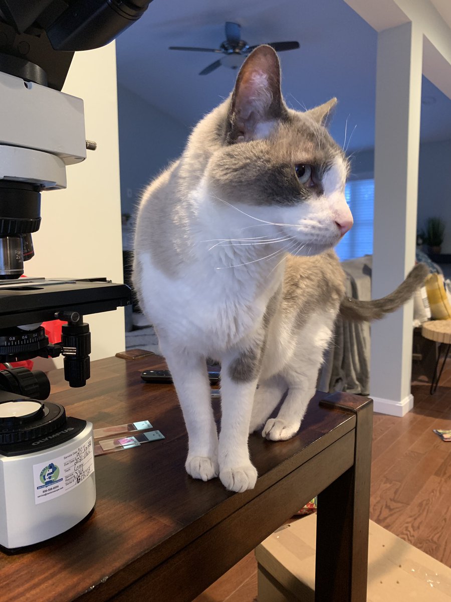 VetPathophile's tweet photo. When your microscope needs servicing, it’s great to have in-house experts at the ready for a quick cat scan. #PathCats https://t.co/WAPlzGvk2L