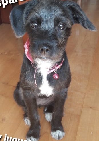 bartorell's tweet photo. #Morita hace un tiempo fue adoptada, ahora familia se cambia de casa y no se la llevará, es justo acostumbrarla a un hogar para luego sacarla? Que pena más grande...
Buscamos un nueva nueva familia 
Contacto +56966288734 #Santiago https://t.co/RUQMmEhSAn
