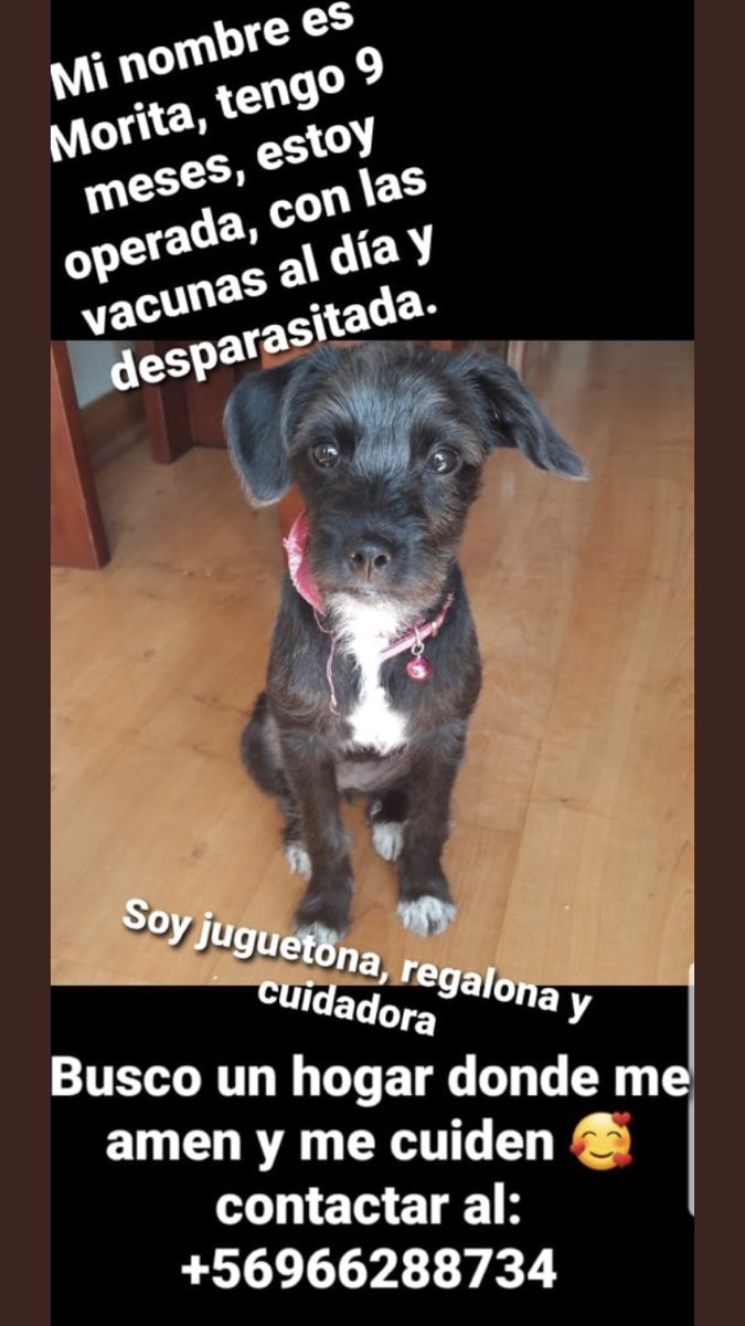 bartorell's tweet photo. #Morita hace un tiempo fue adoptada, ahora familia se cambia de casa y no se la llevará, es justo acostumbrarla a un hogar para luego sacarla? Que pena más grande...
Buscamos un nueva nueva familia 
Contacto +56966288734 #Santiago https://t.co/RUQMmEhSAn