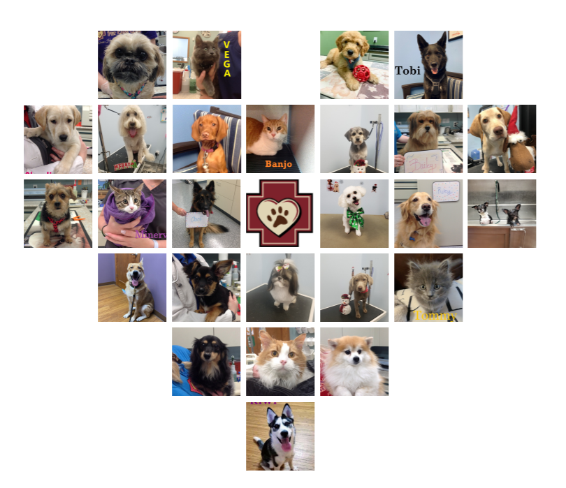 AdvancedPetCC tweet picture