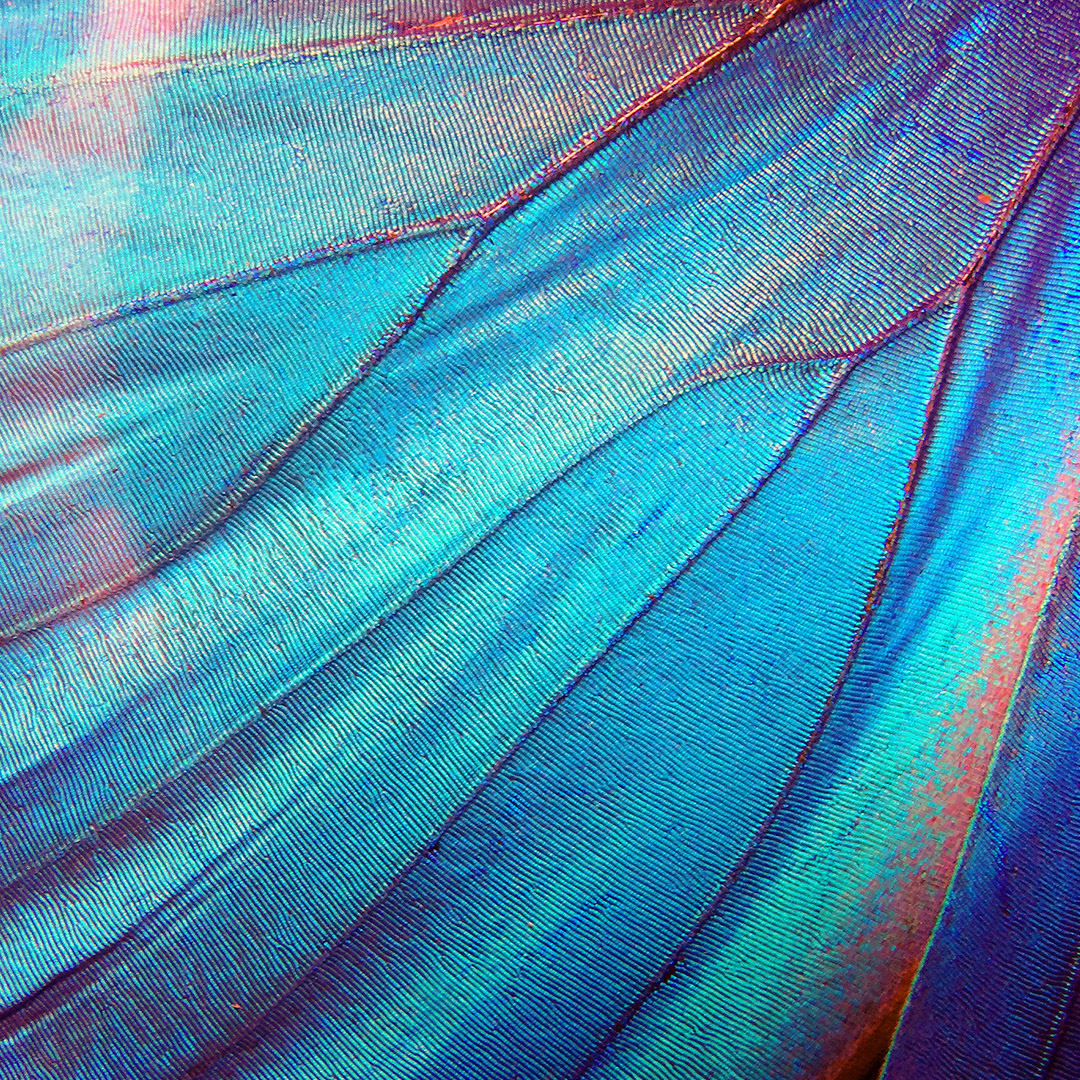 StringTheoryFR's tweet photo. C'est coloré, ça à l'air doux... mais qu'est-ce que c'est ? 😍🤔
Dites nous ce que vous pensez ! ��️
#StringTheory #Science #Coloré #MacroScience #Macroporn #Bio #Biologie #Macrobio #Scienceporn #Macro_photography #macro_photo #Macro_biologie #Nature #naturel #picoftheday https://t.co/k8LC4hNQmq