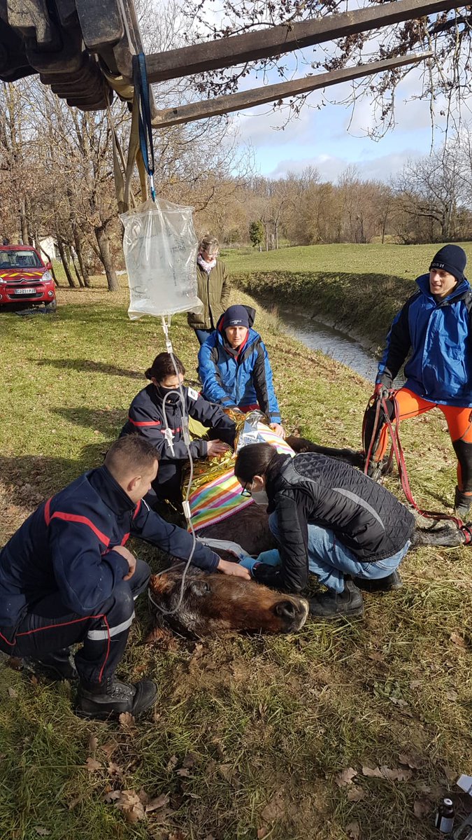 Ce matin, les sapeurs-#pompiers du <a href="/sdis31officiel/">Sapeurs-pompiers 31</a> ont secouru un cheval tombé dans un chenal. Le cheval âgé était à bout de forces et en hypothermie. Soigné à l’issue par un vétérinaire, son pronostic vital était malheureusement toujours engagé.
➡️cutt.ly/4jRH8Z6