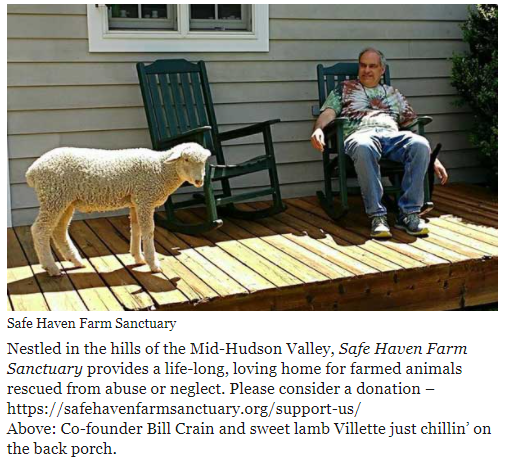 Info4Practice's tweet photo. New on https://t.co/8pxKdRDxAR | Today is Safe Haven Farm Sanctuary’s anniversary – please consider a donation | https://t.co/d5ijMEZJd3  #SWactivism #socialwork #socialprotection @PetDecisions @HWhite_AIMHAI @revbillytalen @kathleenbarker_ https://t.co/mSeCzA9Q3u
