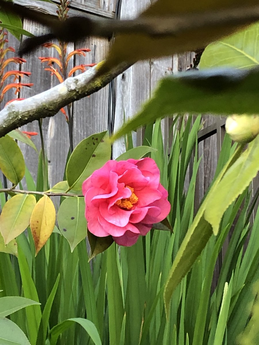 ALaFollette's tweet photo. I spy with my little eye...

Something new starting to bloom in the garden.

I walk through the garden to get to my creative studeio each day and, if I stop to look, there is always something new happening.

❤️ https://t.co/bAKHoFnnvG