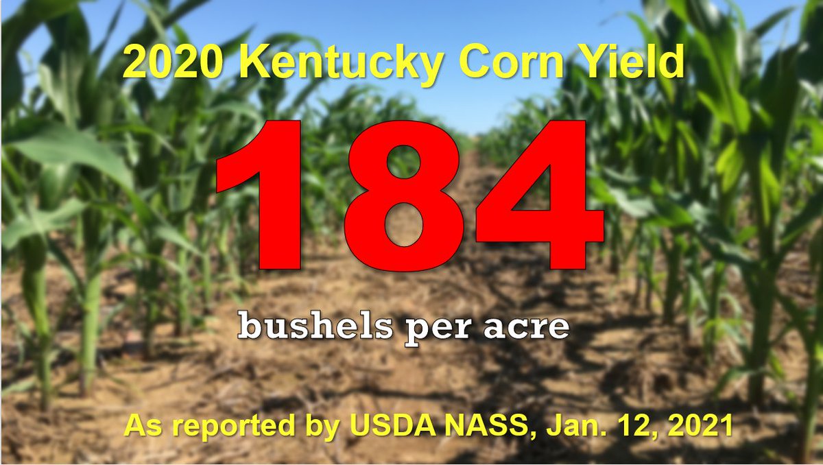 Chad Lee 🧢 (@kentuckycrops) on Twitter photo 184! ONE HUNDRED EIGHTY-FOUR! 2020 Kentucky Corn Averaged 184 bushels per acre across the state.
<a href="/TheRealKyCorn/">Ky Corn Growers Assn</a>
nass.usda.gov/Statistics_by_… 184! ONE HUNDRED EIGHTY-FOUR! 2020 Kentucky Corn Averaged 184 bushels per acre across the state.
<a href="/TheRealKyCorn/">Ky Corn Growers Assn</a>
nass.usda.gov/Statistics_by_…