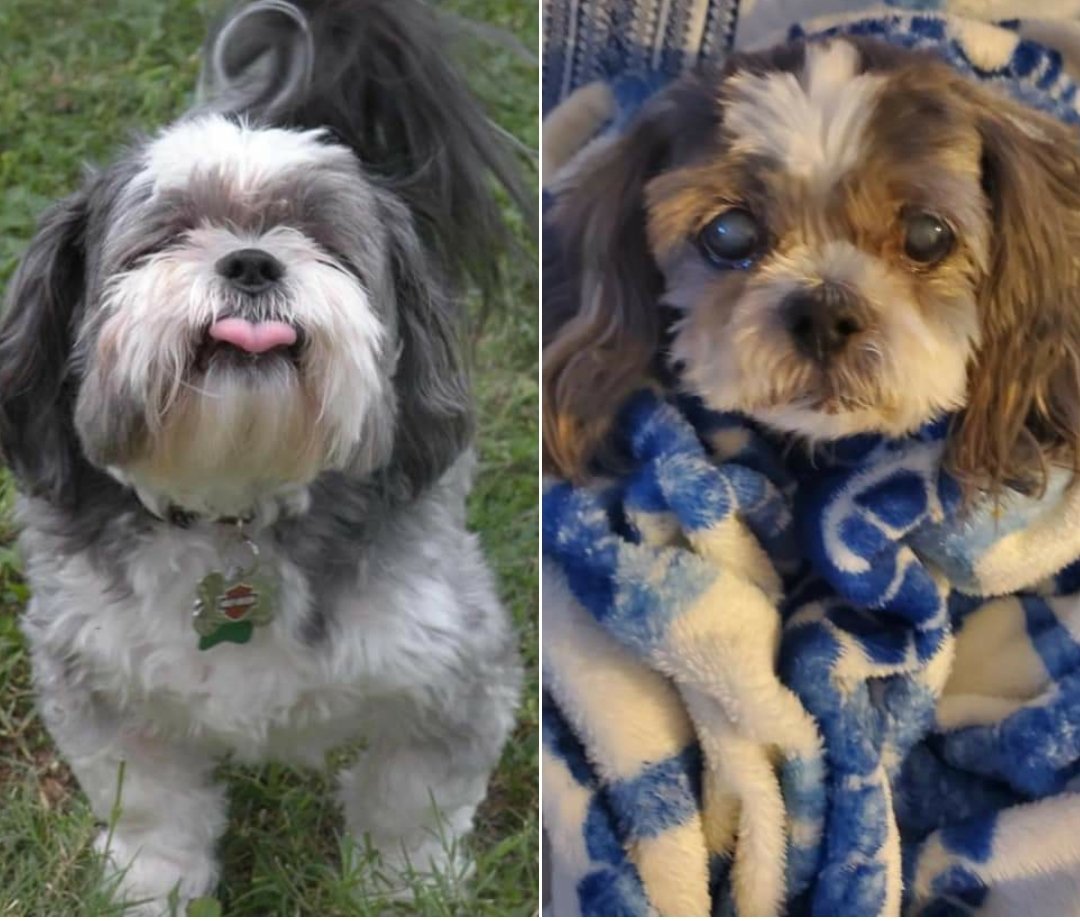 VWalder's tweet photo. My sweet boy is 20 years old today! Happy Birthday Scooter! https://t.co/1aNQ7cGFEC