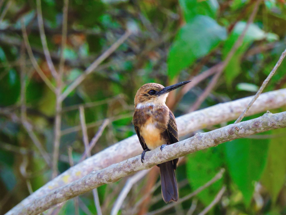 shtidjaus's tweet photo. BROWN JACAMAR
Jacamar bronceado
𝑩𝒓𝒂𝒄𝒉𝒚𝒈𝒂𝒍𝒃𝒂 𝒍𝒖𝒈𝒖𝒃𝒓𝒊𝒔

Monterrey, Casanare.

#wildlife #wildearth #wildlifephotography #birdwatching  #Birdsofparadise #BirdFlu #BirdsSeenIn2021 https://t.co/WwAB6tjd3s