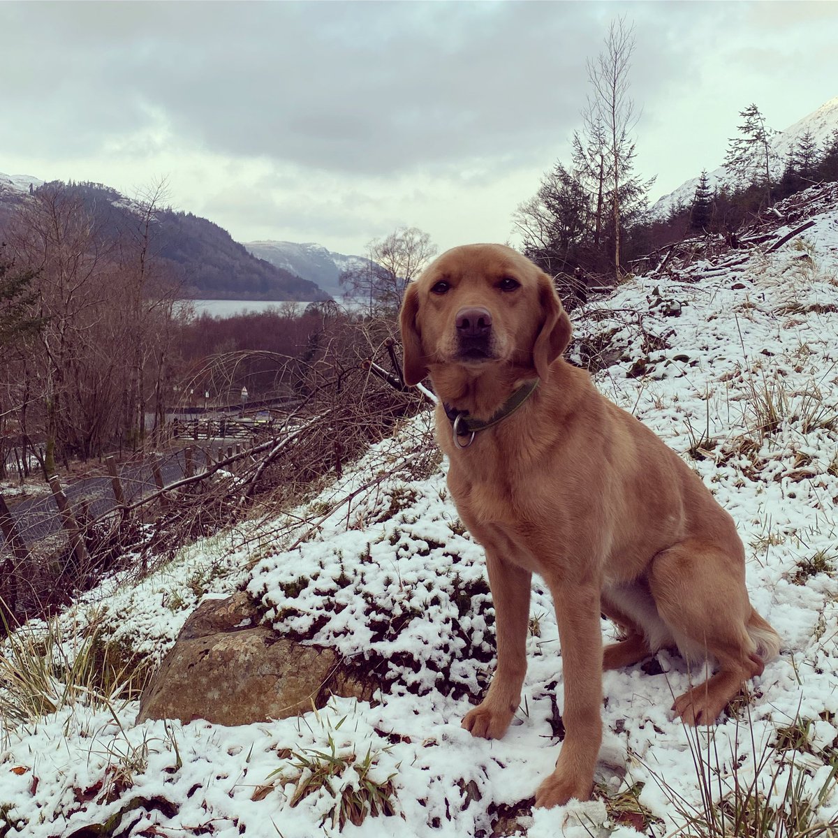 GScoffa's tweet image. That’s Sansa finished on her week long refresher course. I’m pleased to say she has earned her weekend off 😬 #victimrecovery #forensicsearch #refreshertraining