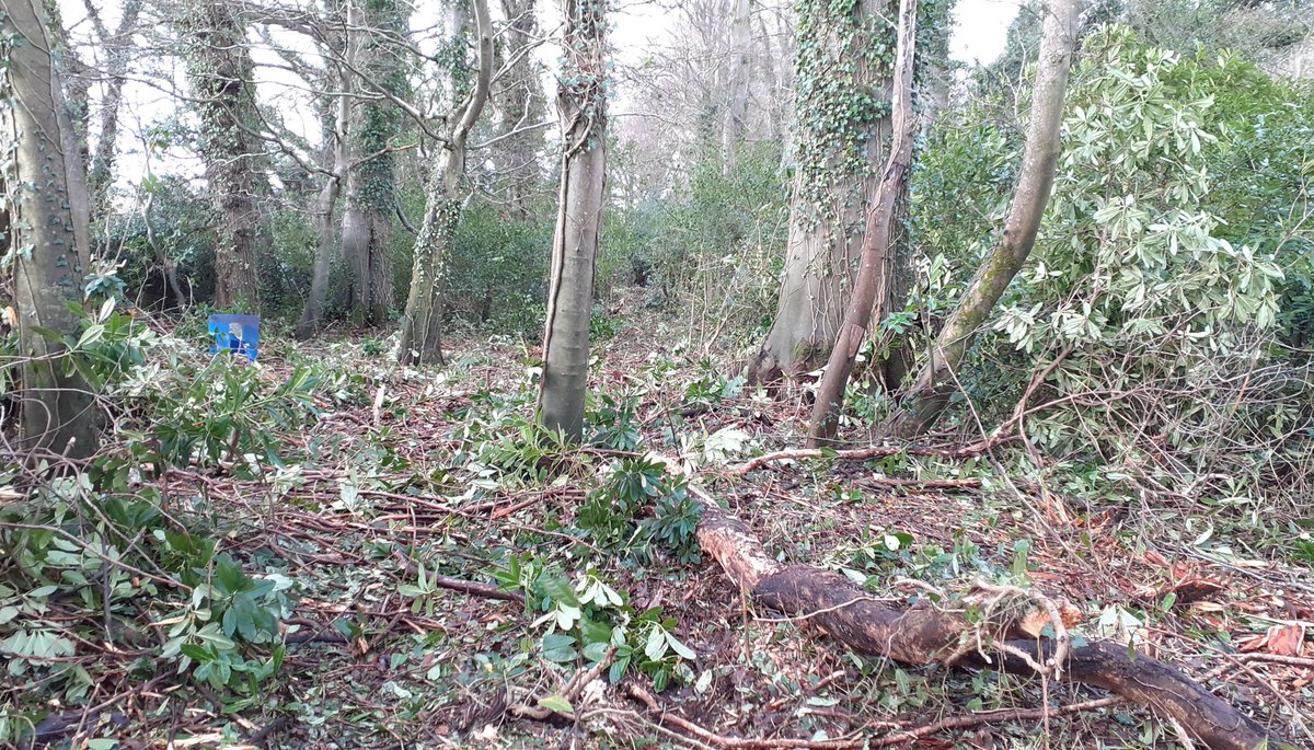 WTNIDaveScott's tweet photo. Ancient woodland restoration underway in the ##FaughanValley removing laurel and rhododendron in the first phase to recovery of some of our rarest habitats. With only 0.04% of NI covered in ancient woodland this work funded by @HeritageFundNI and @WoodlandTrust is vital! https://t.co/vzYnrvN3BN
