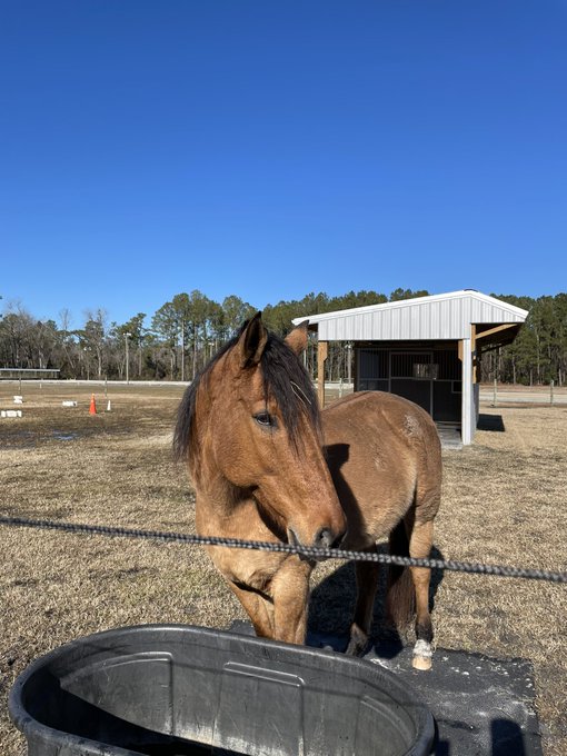 I did it. I just got a horse. Please help me welcome Hollywood to the family. Isn&rsquo;t he handsome 🥰 https://t<a href="/tag/neverforget"class="tags"><span>#neverforget</span></a>