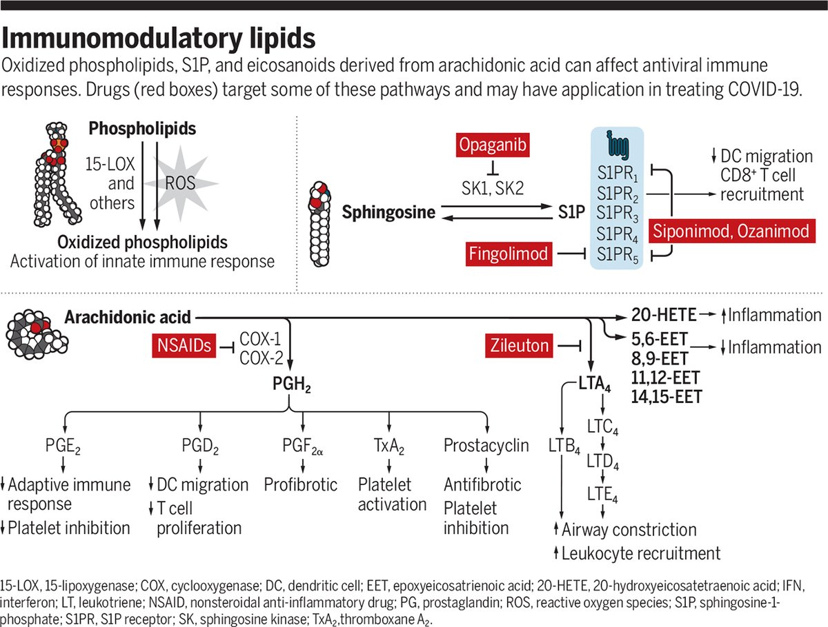 In the case of many viral infections, like #COVID19, it is the overexuberant host immune response that results in life-threatening outcomes. Thus, therapies that modulate bioactive lipids that regulate this response may be beneficial. fcld.ly/gb84gre #SciMagPerspective