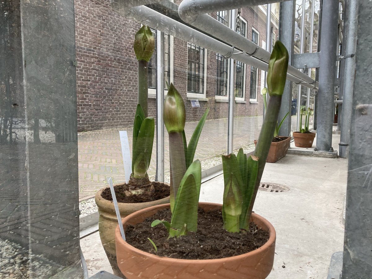 HortusLeiden's tweet photo. Wegens succes verlengd: bij een aankoop van tien euro of meer via onze webshop https://t.co/HKi6q3Ucy9, krijgt u een gratis amaryllisbol cadeau! Shop nu https://t.co/As2Z2Q5FqN. https://t.co/jH6pK5fcre