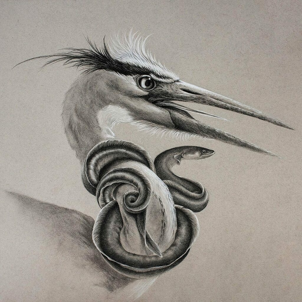 'The Struggle' 20'x18'
Charcoal on toned paper

I dedicate this drawing to the year 2020!

#charcoalart #charcoaldrawing #charcoalpencil #drawing #birddrawing #birdart #birdartist #birdartwork #heron #heronsofinstagram #eel #tonaldrawing #wildlifeart #wi… instagr.am/p/CKEqFL5gqqT/