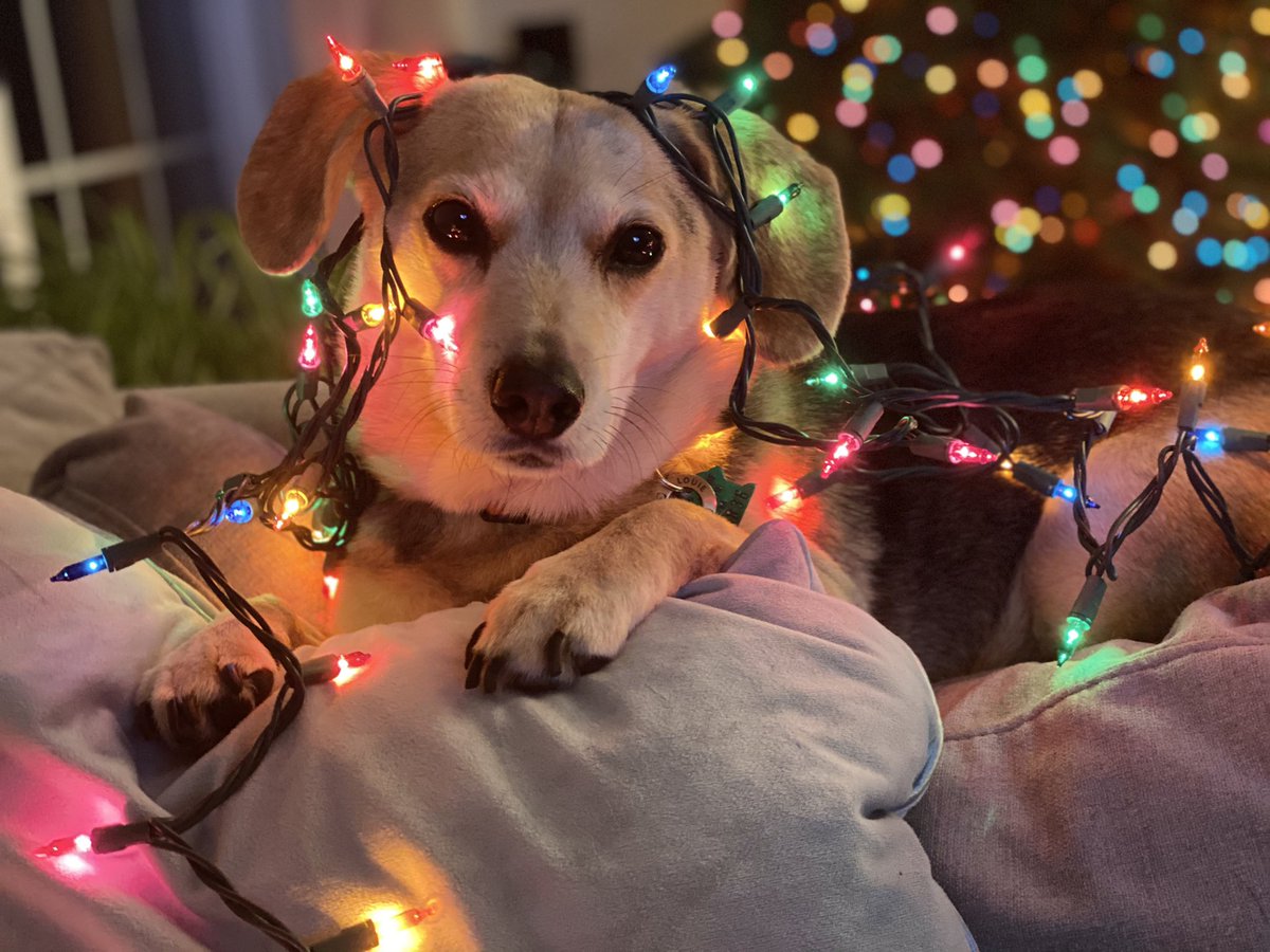 LouiePBO's tweet photo. I didn’t post around the winter holidays which means no one got to see me help mom decorate 🧐🎄🐶 Our (fake) tree is up for one more week because why not?! #Dogs #DogsOfTwitter #StillChristmasHere #ImSoHelpful #Lights #Portrait https://t.co/obl19CBl0a