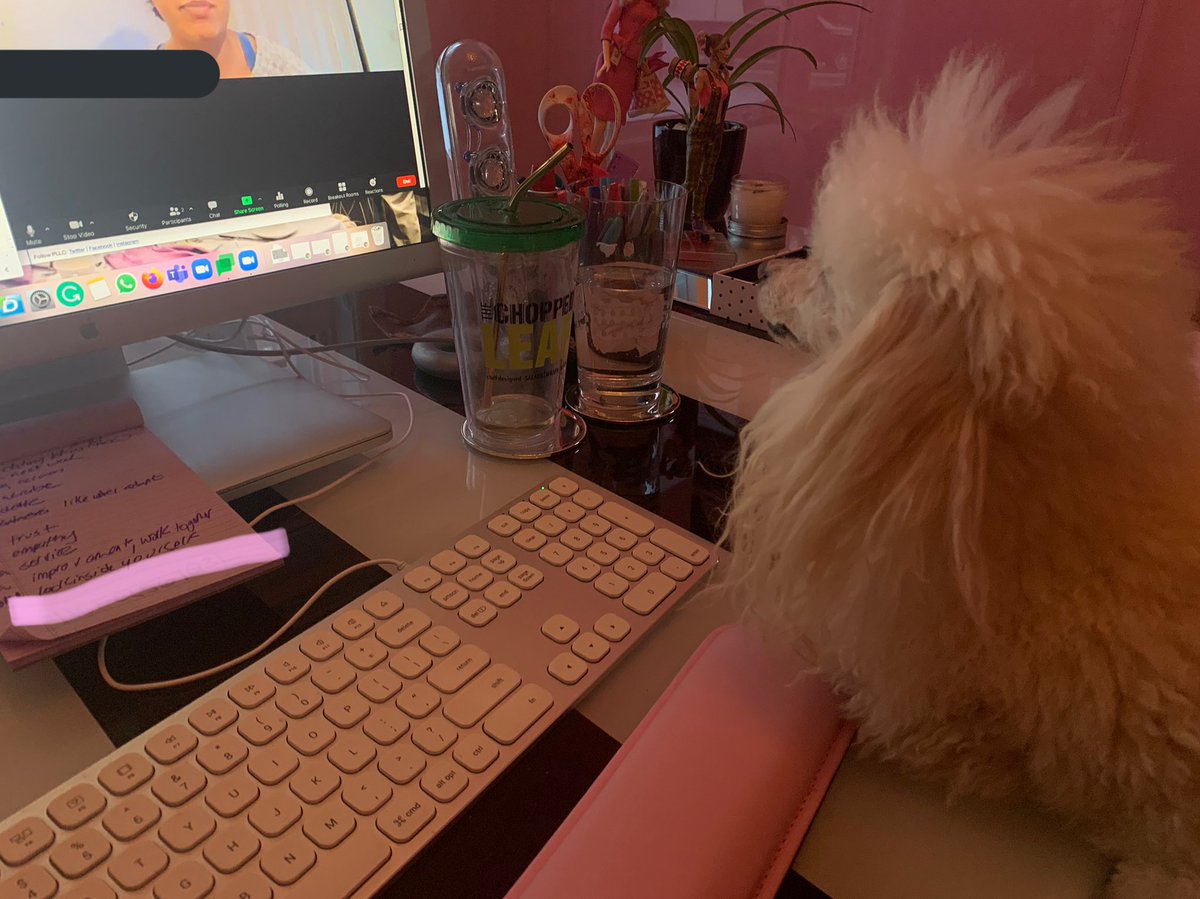 CristinaStasia's tweet photo. During office hours, Gable was very interested in meeting my new @lougheedcollege #intd301 students #ualberta #pllc #yeg #BonusTA https://t.co/zxRV3OkFKt