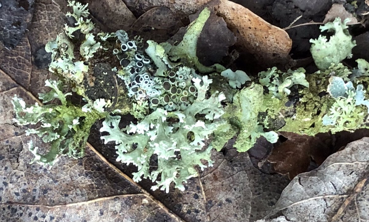 AndreaAgility's tweet photo. Outdoor learning. Let’s look for lichens. 

https://t.co/MO4Ws0kI68 https://t.co/ejHdFn1XpD
