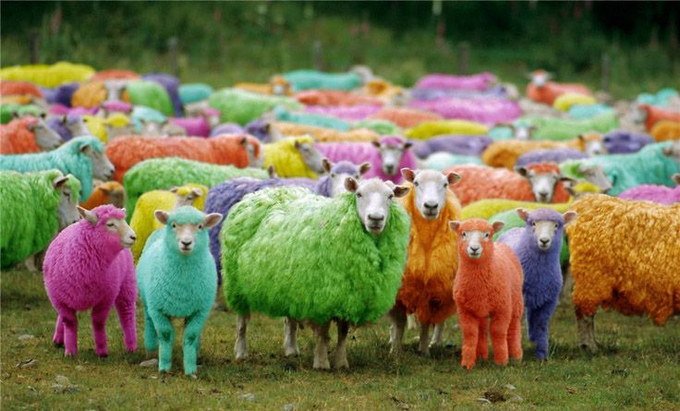 DaBowlocks's tweet photo. @CMValrak So the Last Wool Protocol is going well? https://t.co/fEswj25n4v