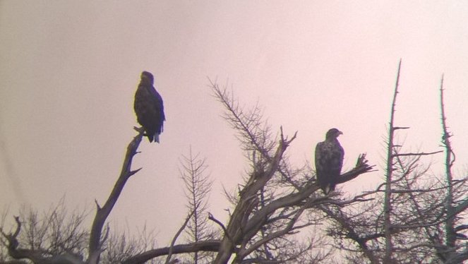 Remember this desolate shot of a 2020 nest, falling out, no sign of sea eagles anywhere &amp; I'd pretty much written it off for 2021? That was just 1 week ago. I thought I'd look again at dusk just now🔭5 sea eagles hanging out!😲At least 3 adults🤔2 imms🤨All bets are off🦅Need🍸🙄