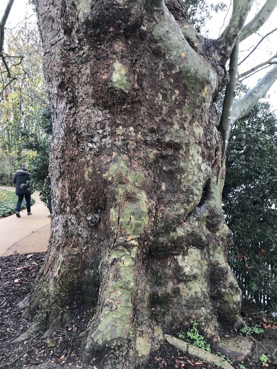 seed_ball's tweet photo. Hello @TheStreetTree There's a huge ancient London Plane in the Hurlingham Club, on the bank of the Thames, older than the club (150yrs) #monstertree #monstermap https://t.co/hoMYGCkJV4