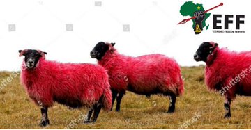 ChangeIsHereSA's tweet photo. I really want to appeal to EFF sheep that the fact that I believe in rule of law doesn't mean I hate African brothers and sisters. Plz come to your sense and realise that you don't have leaders but professional manipulators who survives by manipulating you shame sheep 😭 https://t.co/yHTw81XL7b