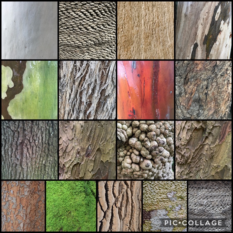 #BeautifulBark Does anyone else take photos of tree bark all the time and think how beautiful it is?  What's your favorite bark? 
#Trees #Bark