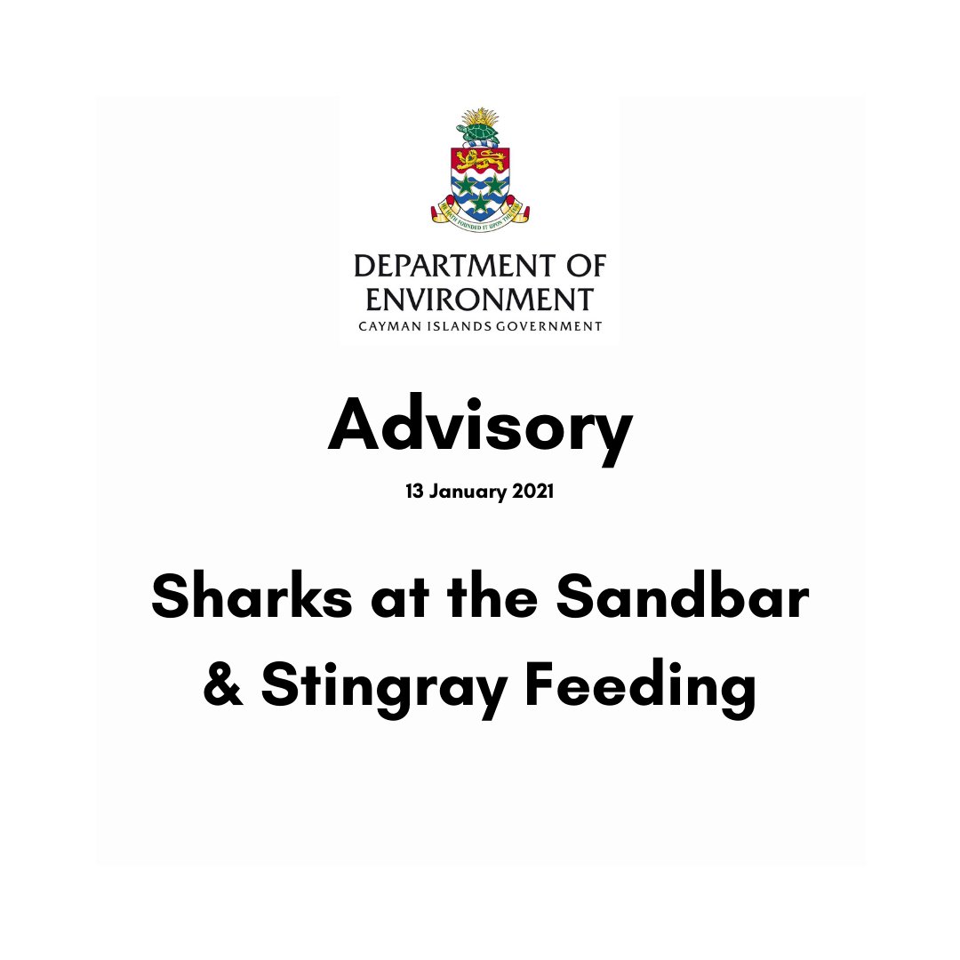 Cayman Islands Department Of Environment On Twitter Doe Advisory Sharks At The Sandbar Stingray Feeding The Doe Has Received Reports Of An Increase In The Sightings Of Sharks In The Vicinity