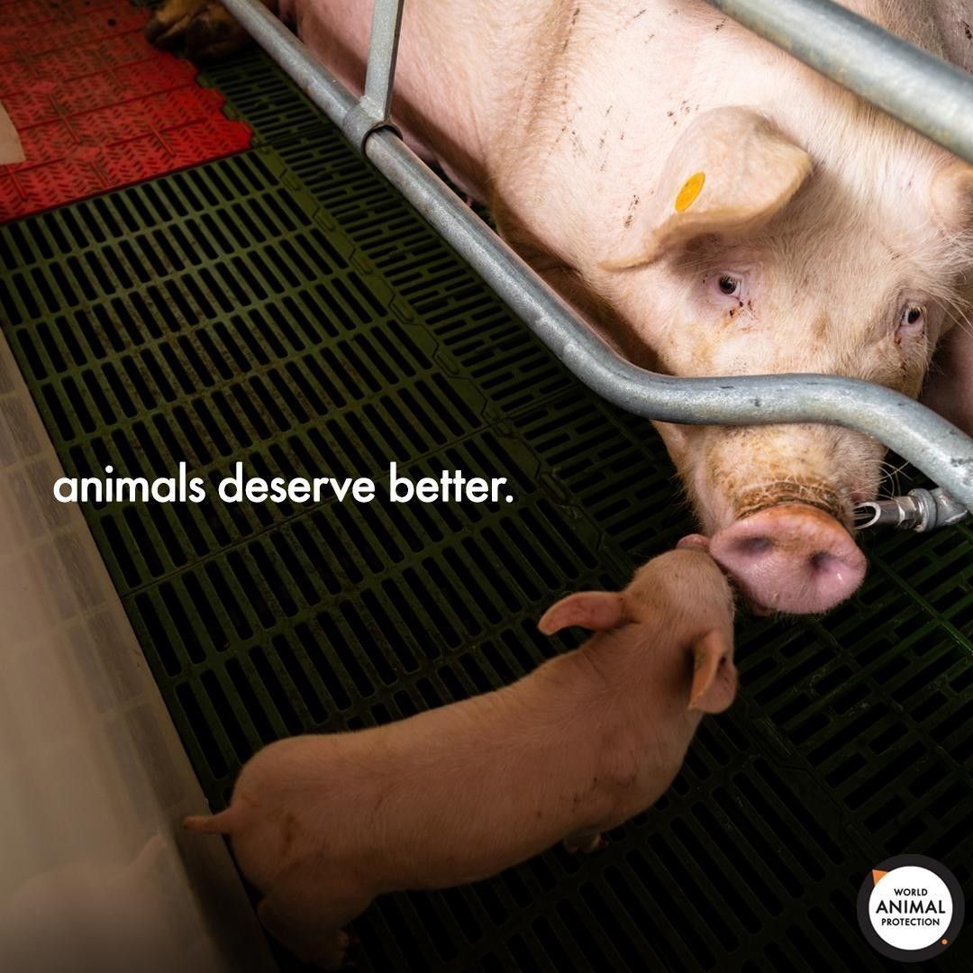 MoveTheWorldUS's tweet image. Life inside a cage the size of a refrigerator is no life for a pig at all. Pigs deserve better than this. 🐷 💔
