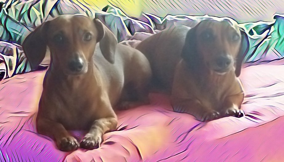 Marley_Costa's tweet photo. Ninguem entra no quarto
#CaoDeGuarda
@salsichinhas https://t.co/qyLVNkEYSA