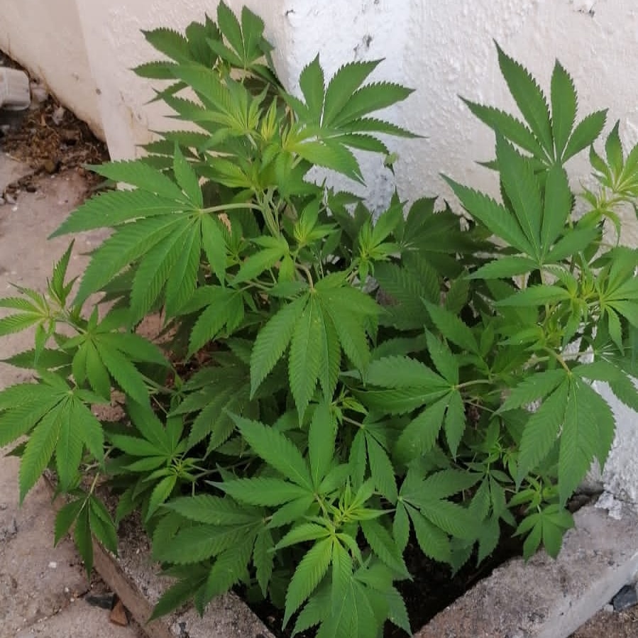 CannabrozS's tweet photo. Black sugar will be cloning her soon
#weedsociety #weedstagram420 #weed #weedporn #weedlife #canabiscommunity #canabisculture #weededibles #smokeweedeveryday #mandarinxcookie #dab #weedsa #saweed #growwithme #CapeTown #growers https://t.co/QqcA8QupxE