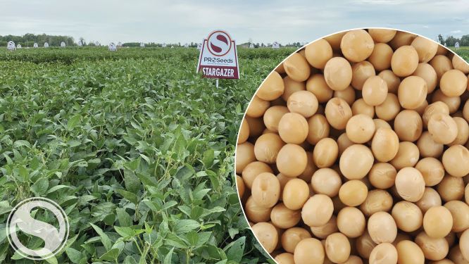 Stargazer has a large bean, yellow hilum and elevated protein, making it an ideal bean for tofu manufacturing. Its adaptability, yield performance and premium make it an ideal bean for Eastern Ontario and Quebec growers. 
sevita.com/product/starga…