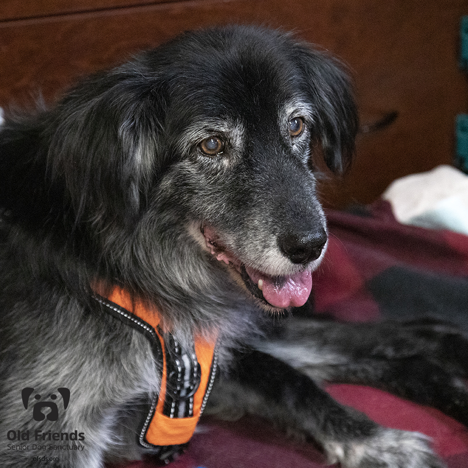 oldfriendssds's tweet photo. Lookin' great Rex!
#ofsds #ofsdsrex #seniordogs https://t.co/rzY5H4Uerg