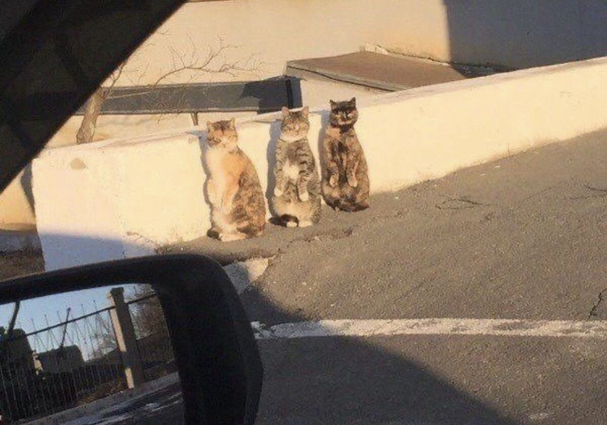 Artibuff tweet media