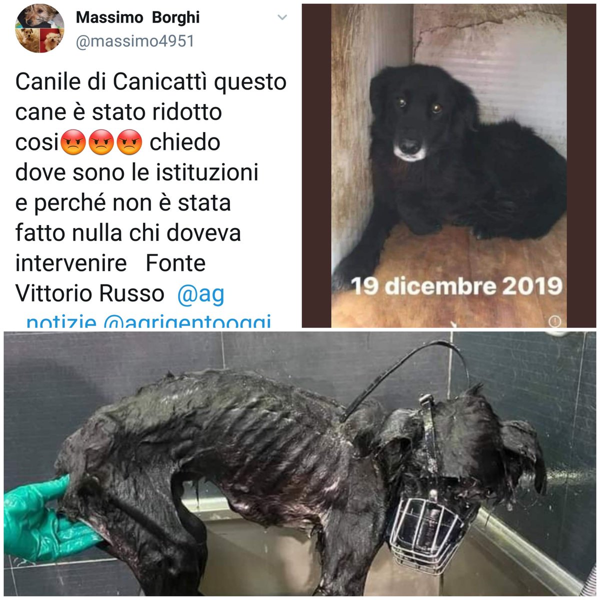 Emilystellaemi2's tweet image. CAPITE PERCHÉ IN CERTI CANILI NON SI PUÒ ENTRARE?😡😤😢😪😫
