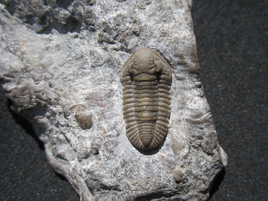 Trilobites comprise an extinct class of marine arthropods that lived throughout the world’s oceans during the Paleozoic Era. They are one of the signature creatures of that era and have been found in Missouri. #FossilFriday #MoGeology Learn more at: dnr.mo.gov/magazine/docs/…