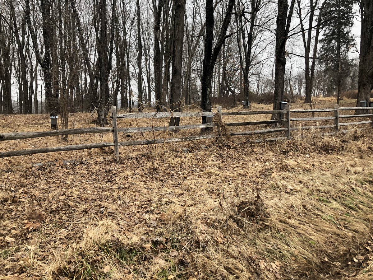 XercisingFoodie's tweet photo. #SeenOnMyRun #SeenOnRun Maple Syrup harvested. Notice all the buckets. #runchat https://t.co/eTBDa0sRQM