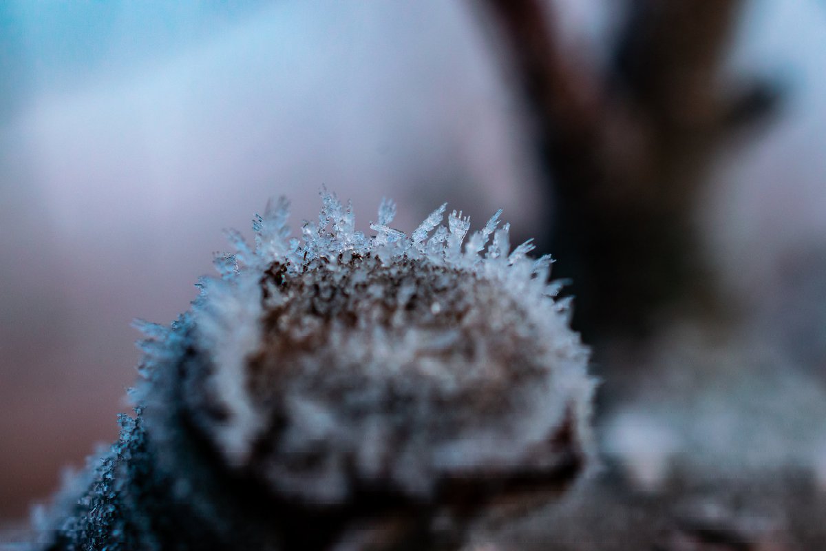 sdremthix's tweet image. &apos;Up Close and Cold&apos;
#macro #macro_freaks #macrophotography #macromood #macro_brilliance #macro_vision #macro_kings #macro_holic #macro_highlight #invert_macro #macro_perfection #macro_secrets #macro_world #unseenmacro #passion_in_macro #only_macro #photooftheday #Friday #staysafe