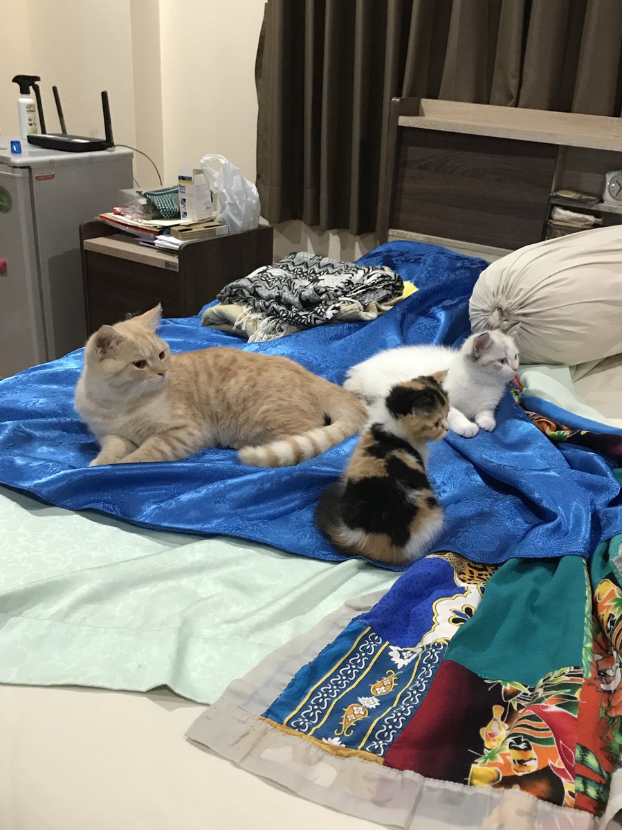 เหมือนเพิ่งผ่านไปไม่กี่เดือนเองนะที่แม่บอกว่า “ถ้าจะเลี้ยงแมวก็ห้ามให้มันเข้าห้องแม่แม้แต่ตัวเดียว”