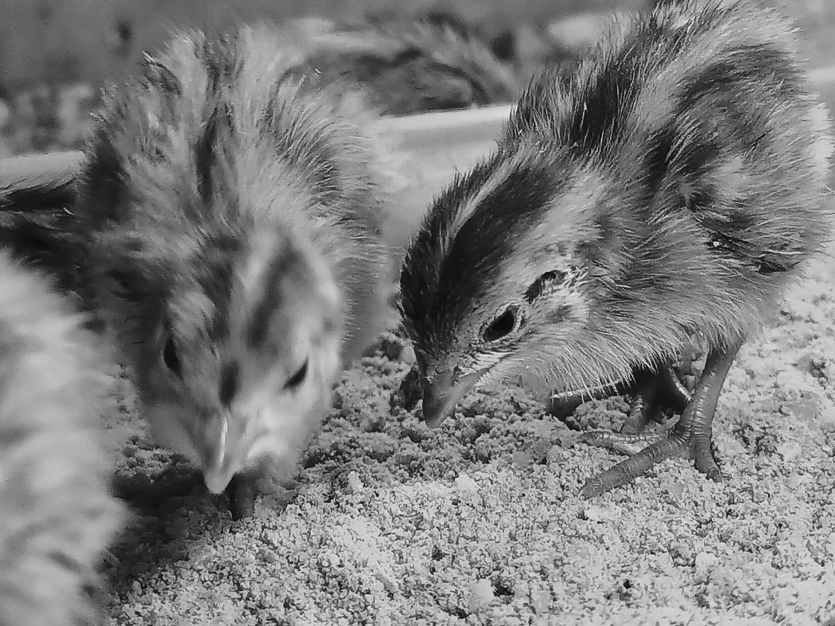 youtu.be/Ug_wc2Tj9Hw

how to distinguish between male quail and female quail, please see the following video

the picture is just a sweetener..

#quail #papawquailfarm #quailfarm #farming #bobwhite #snowflakebobwhitequail #quaileggs #hatching #breeding #hatchingmachine #birds