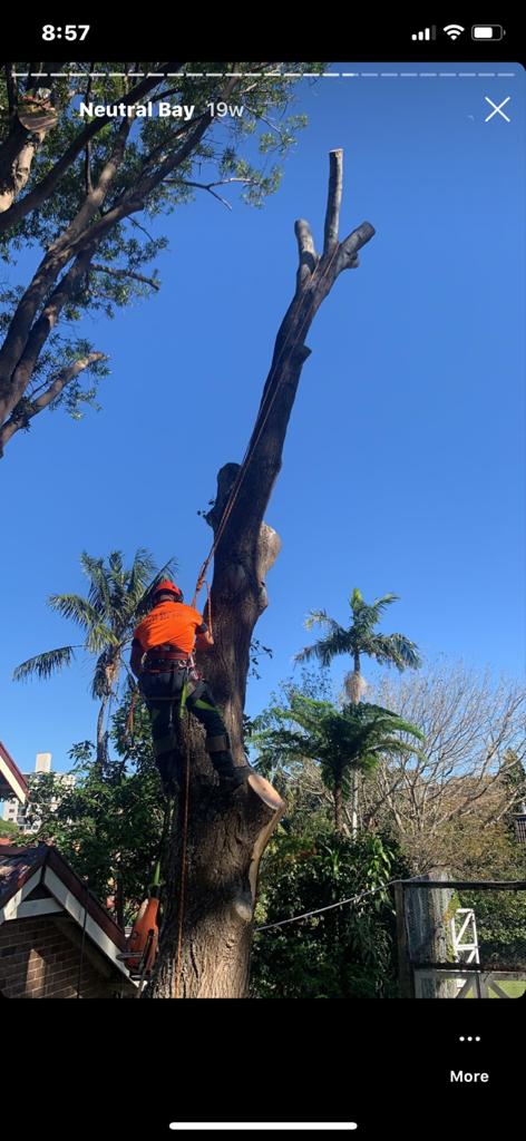 Complete Tree Experts (@experts_tree) / Posts / X