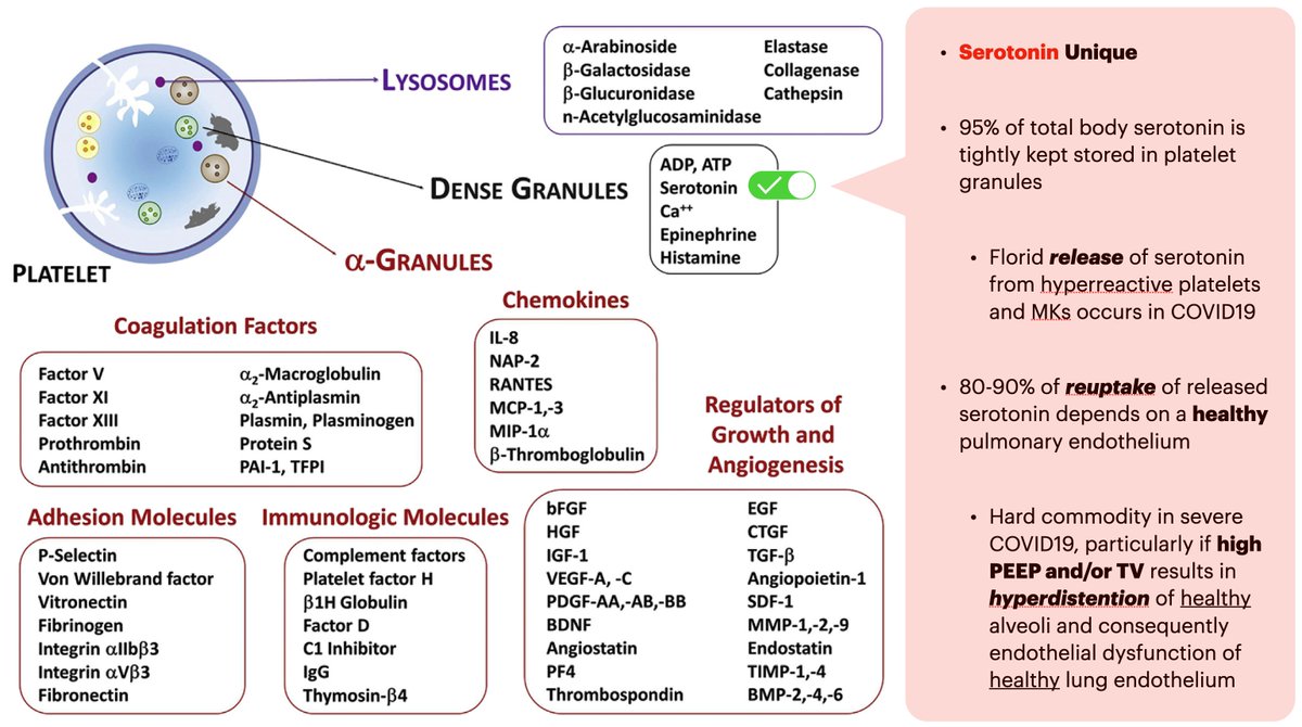One of the natural results of platelet activation is the release of its granule content. Among various molecules stored in platelet granules, serotonin is unique, in that it is predominantly stored in platelets (95% of all serotonin), and ....
