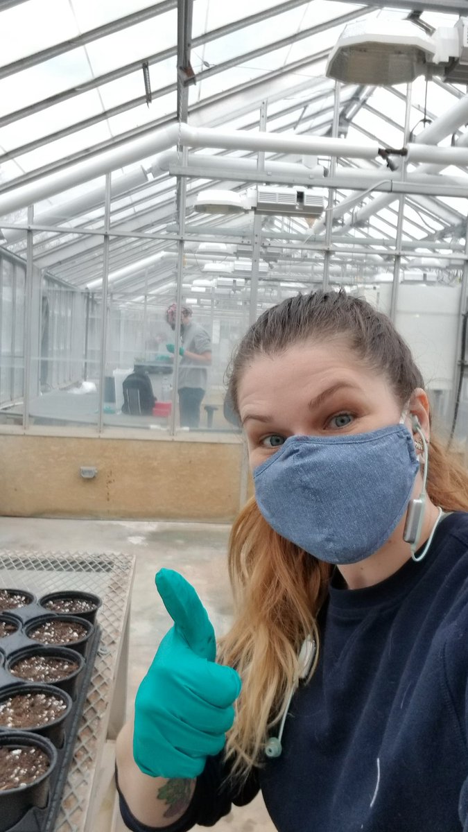 Repurposing old greenhouse compartments into #covidsafe potting stations. It takes more than a pandemic to disrupt teamwork in the #biocontrol lab <a href="/vinelandrsrch/">Vineland Research and Innovation Centre</a> ! 🌱 
#teamworkmakesthedreamwork #thisishowwescience #horticultureresearch
