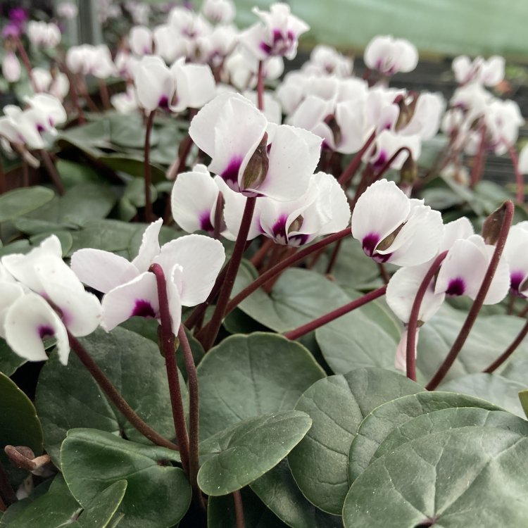 GardeningExpres's tweet photo. Hardy Cyclamen coum in Bud and Bloom Now! They don't care if it's snowing! More info: https://t.co/HJ3mivIFGb https://t.co/jsw47zsA4B