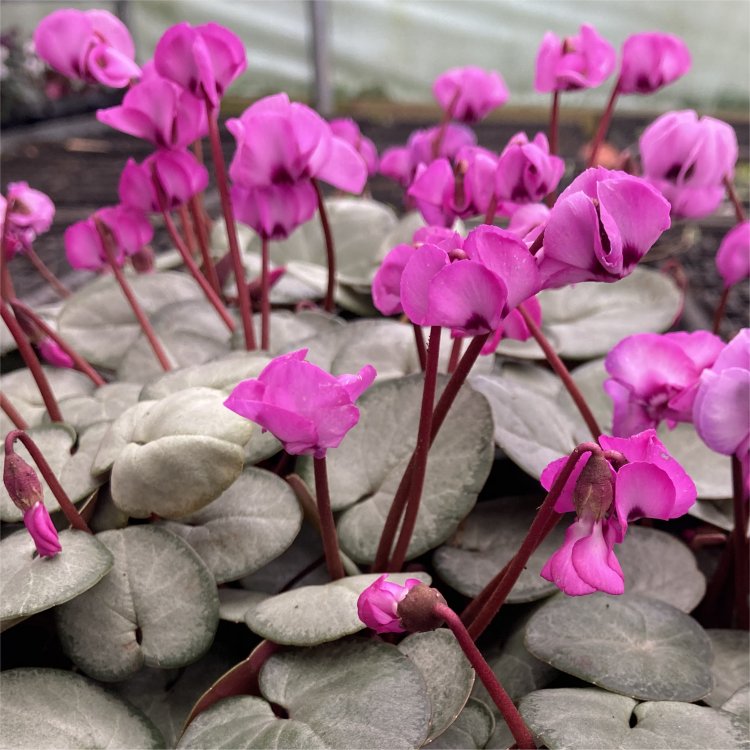 GardeningExpres's tweet photo. Hardy Cyclamen coum in Bud and Bloom Now! They don't care if it's snowing! More info: https://t.co/HJ3mivIFGb https://t.co/jsw47zsA4B