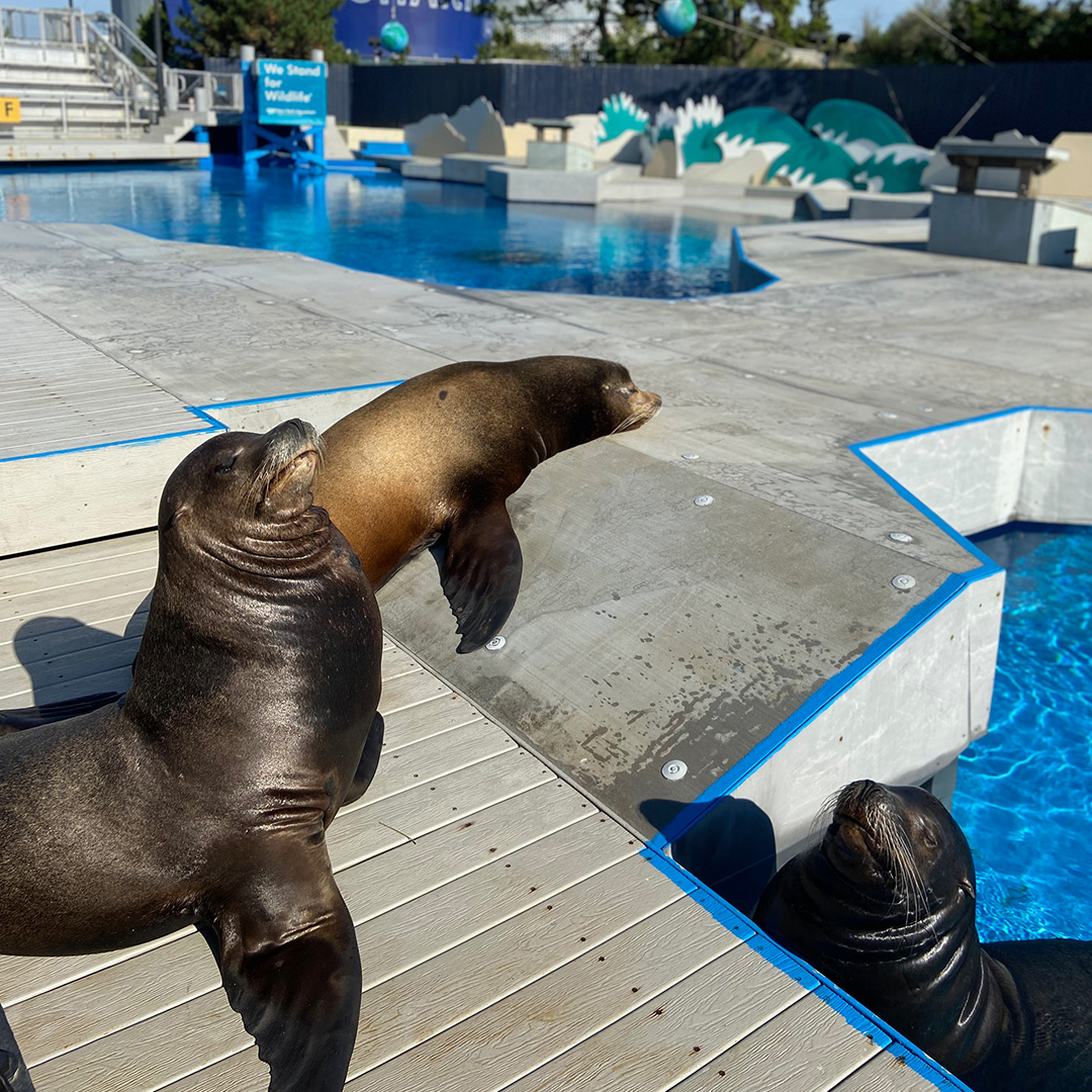 Here are Townsend, Kenobi &amp; Bruiser taking a snooze! Our weekend plans include a mandatory nap now.