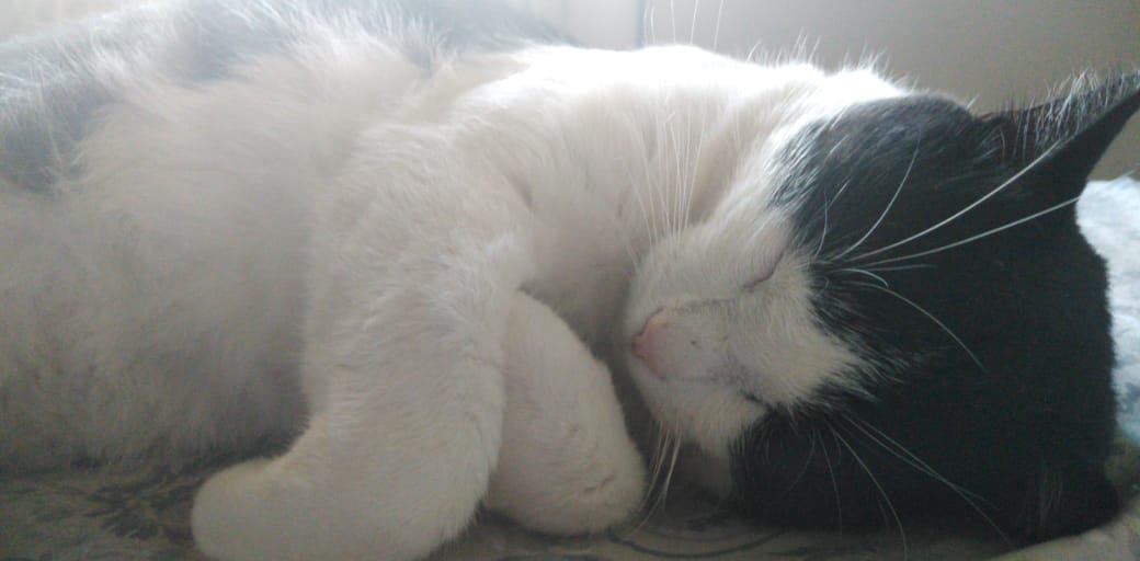 mujeresmasde4O's tweet photo. Hace una año se `perdió y lo extraño como si fuera ayer ojala este en un hogar donde lo amen como yo lo quería
Los animalitos no son mascotas son familia💔🐱😭 #Ottito https://t.co/Iy9lmBEWji