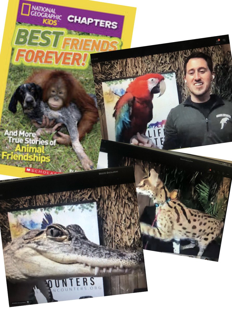 Belle Ryan Elementary (@ops_belleryan) on Twitter photo Wrapped up our remote learning week with a virtual visit from <a href="/WildEncounters2/">Wildlife Encounters</a> Kicking off our One Book One School reading along! Wrapped up our remote learning week with a virtual visit from <a href="/WildEncounters2/">Wildlife Encounters</a> Kicking off our One Book One School reading along!