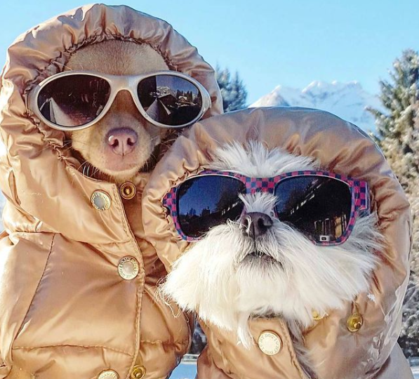 SignatureOrtho's tweet photo. Today is Dress Up Your Pet Day! 🐾

Do you have a paw-some picture of your furry friend dressed up? Please share a photo in the comments below. These two cuties look like they are ready for a day on the hill.

Have a great weekend!😁 https://t.co/g1PxSjGxW8