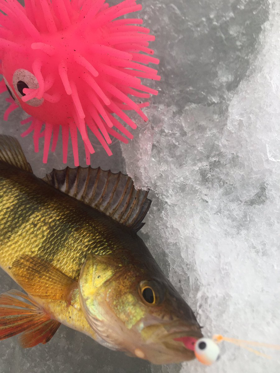 FishNerds's tweet photo. no #bait no problem. #icefishing #cheating #jigs #leadfree #fishnerds https://t.co/ub9MpY2Pw4